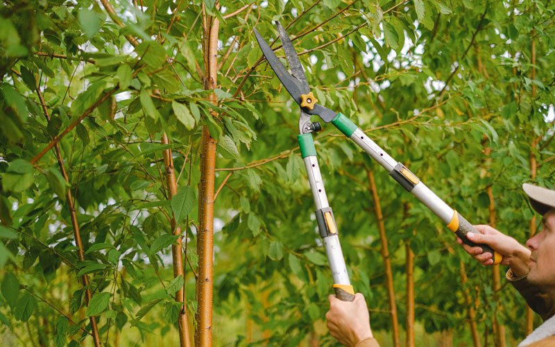Tree trimming in Cherry Valley, IL