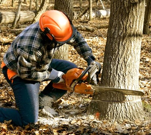 Tree Removal in Cherry Valley, IL
